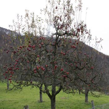 Wanderung in den Besen